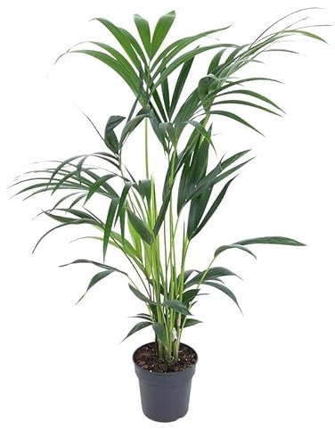 Fresh Plants - Kentia Palm XXL Ø19cm Hauteur 100cm