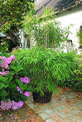 Fargesia murielae Super Jumbo® - Hecken-Bambus Super Jumbo Preis nach Größe 40-60 cm