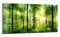 DEQORI Glasbild Echtglas | Motiv Sonne durchbricht Wald | horizontal einteilig 100x50 cm | schöne Dekoration | Wandbild für Wohnzimmer, Schlafzimmer, Flur & Küche | moderne Wanddeko