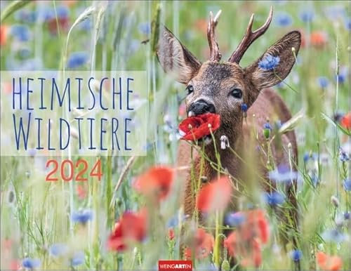 Heimische Wildtiere - Kalender 2024 - Weingarten-Verlag - Wandkalender mit bezaubernden Aufnahmen - 44 cm x 34 cm