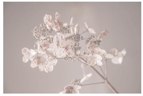 Bilderwelten Fototapete Blumen 255cm x 384cm Modern Natur Hortensie Blumentapete Vliestapete Tapete Wanddeko Ideen Wohnzimmer Schlafzimmer Küche