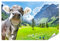 islandburner XXL Bild Poster Kuh In Den Schweizer Alpen Premium Bilder Fotodruck