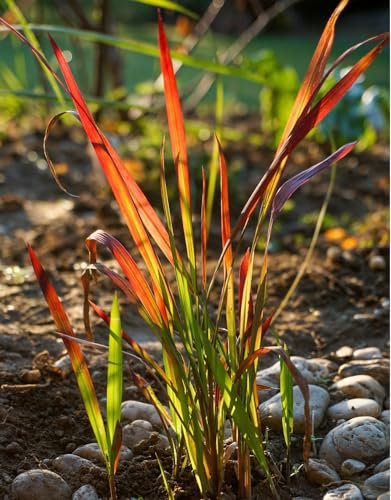 24er-Set Feuriges Blutgras 'Red Baron' - Imperata Cylindrica: Intensive Rottöne im 9x9cm Topf.