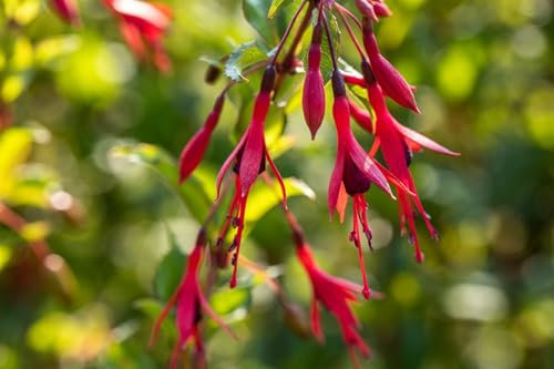 Fuchsia magellanica 'Gracilis' 30-40 cm – Winterhart, Mehrjährig, Pflegeleicht – Fuchsie – Kübelpflanze für Terrasse & Balkon