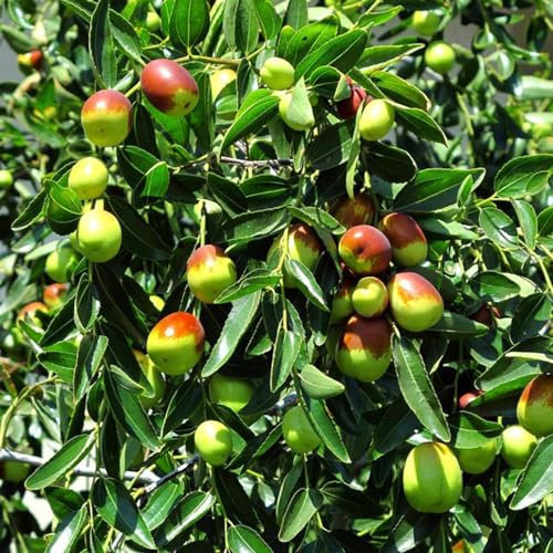 30 pcs chinesische jujube samen - Ziziphus jujuba - exotische früchte, hochbeet balkon jujube baum kaufen pflanzen samen, balkonpflanzen pflanzensamen, exotische pflanzen samen pflanzen