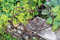 Gwenys Haus Blumenampel Herz