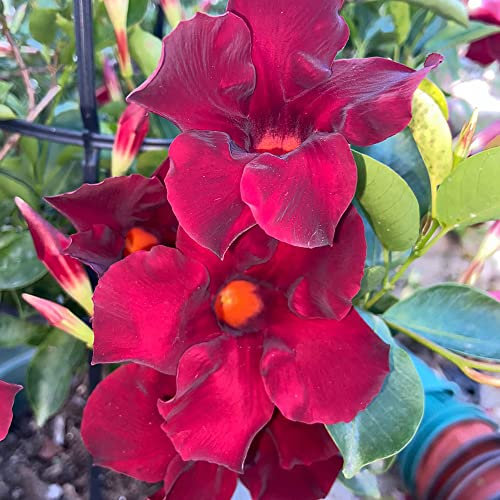 Mandevilla Rot Samen - Dipladenia Sanderi Mandevilla Laxa - Nachhaltige Geschenke Winterharte Balkonpflanzen Deko Wohnzimmer Modern Blumensamen Mehrjährig Winterhart Bonsai Pflanzenkübel 200 Stück