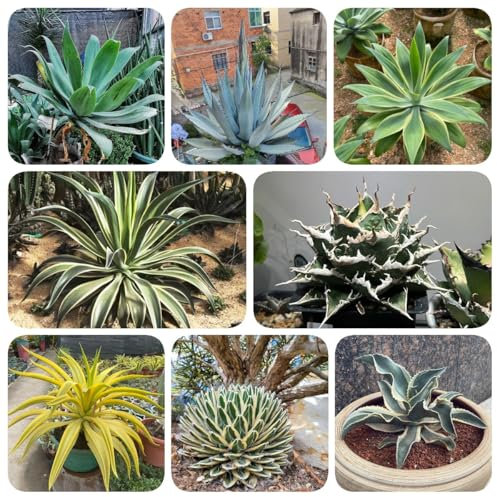 250 pcs Agave Pflanze Samen pflanzen für sonnige plätze, kräuter pflanzen Agave americana gartenpflanzen wildkräuter samen, seltene pflanzen winterharte kübelpflanzen, kräutergarten