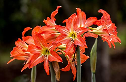 Amaryllis 5 Samen - Hippeastrum - Zimmerpflanze