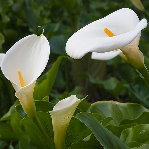2 pcs calla lilien zwiebeln - frühlingsblumen zwiebeln bienenwiese calla blumen,Calla Lilie,Zantedeschia aethiopica, nachhaltigkeit geschenke luftreinigende zimmerpflanzen frühblüher