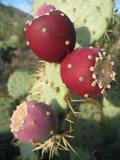 Opuntia ficus indica Nopal commestibile Cactus Juice Nopalea nopalina Seed 150 semi R:Seeds