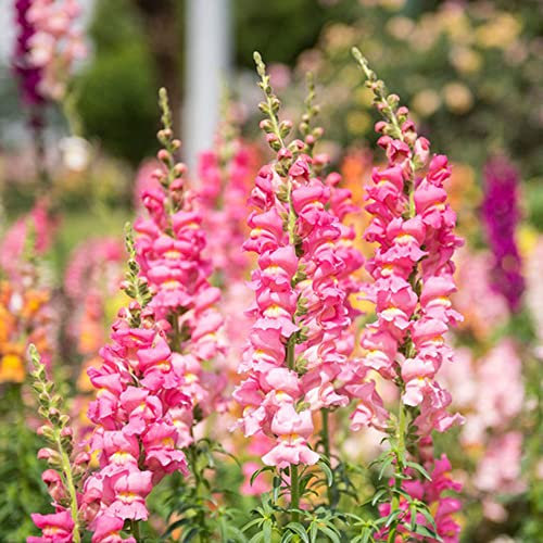 300 Stück löwenmäulchen samen rosa gärtnern blumenwiese samen mehrjährig pflanzen für balkonkästen winterhart sommerblumen gartenpflanzen geschenk für gartenfreunde