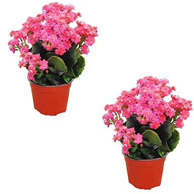 Set de 2 Plantas Suculentas Naturales con Flores - Kalanchoe Calandiva