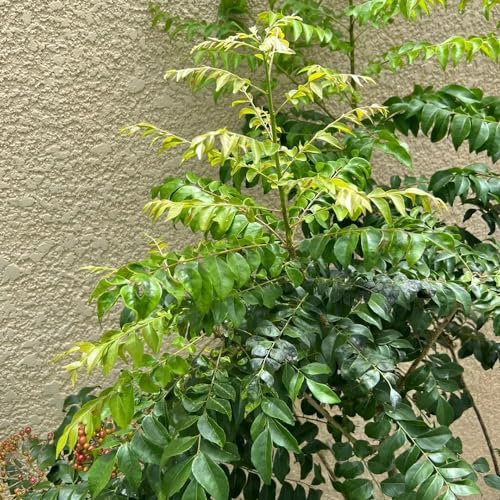 60 pcs curryblatt baum samen, gartenkräuter bio saatgut Currybaum - Murraya koenigii - gartenkräuter pflanzen alte sorten blumensamen pflanzen winterhart draußen kräutergarten hochbeet