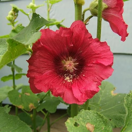 6x Stockrose 'Rubra' - Alcea rosea 'Rubra' - Topf 9x9cm - Hohe Blühstaude für Bauerngarten