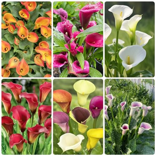 4 pcs calla blumenzwiebeln zwiebeln - gartenpflanzen winterhart mehrjährig knollen Calla Lilien,Zantedeschia aethiopica, blumenzwiebeln winterhart dekoration wohnzimmer wildblumen
