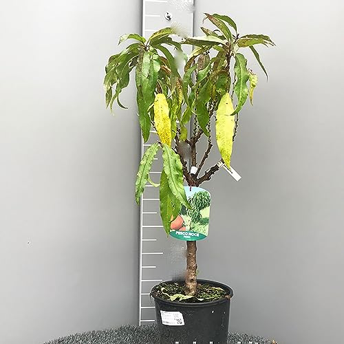 SAVINI VIVAI Pianta Nana di Pesconoce Piante da Frutto Nane Pesconoce Albero in vaso 22-24 cm 2-3 Anni Altezza 100-110 cm Made in Italy