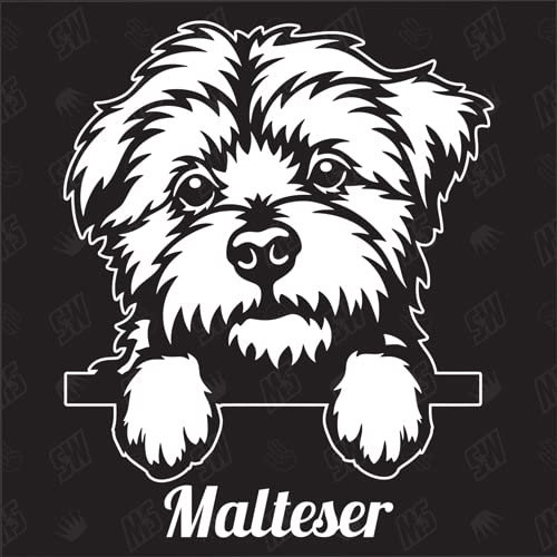 Malteser Version 2 - Sticker, Hundeaufkleber, Autoaufkleber, Hund, Auto, Hunderassen, Aufkleber, Mischling, Mix, Tiere, Haustier (AUCH MIT Wunschname MÖGLICH)
