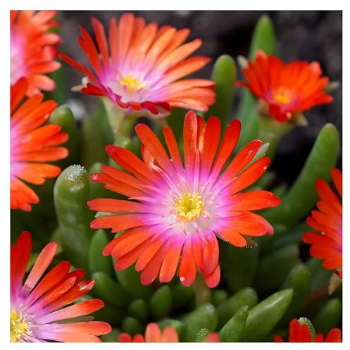 Stauden Gänge 1 x Delosperma cultorum 'Jewel of Desert Sunstone' (Immergrün/Stauden/Staude/Mehrjährig/Bodendecker/Winterhart) Mittagsblume/Eisblume - Ein leuchtender Edelstein für Ihre Beete