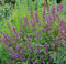 Echter Salbei - Salvia officinalis - Gartenpflanze