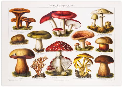 Generisch Vintage Pilze Poster | Bild giftige Pilze, Illustration von 1896 A3 (42 x 29,7 cm)