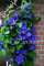 Echte Kletter Clematis Samen, Clematis Baum Samen, mehrjährige Blumentopf Blumensamen (nicht Clematis Zwiebeln) für Hausgarten 100 Pcs 19