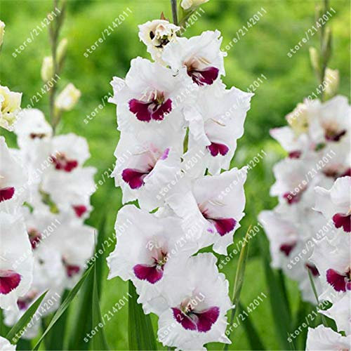Kalash Neu 100pcs Gladiolen Blumensamen für Garten Weiß Rosa