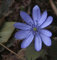Siebenbürger Leberblümchen Blue Eyes - Hepatica transsylvanica