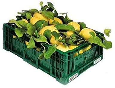 LIMONI NON TRATTATI - 9 KG - CALIBRO MISTO - Garantiti Buccia Edibile - Giardino Digitale - Prodotti in Calabria - ITALIA (9)