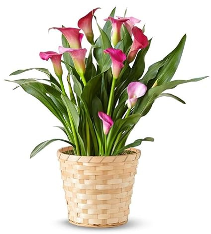 From You Flowers Pink Calla Lily Potted Plant in Woven Basket - Live Blooming Plant Delivered for Birthday, Anniversary, Get Well & Home Decor
