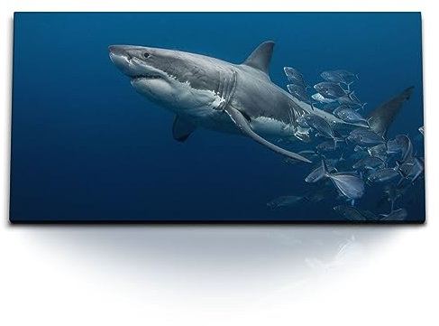 Paul Sinus Kunstdruck Bilder 120x60cm Weißer Hai Unterwasserfotografie Ozean Fische Dunkelblau