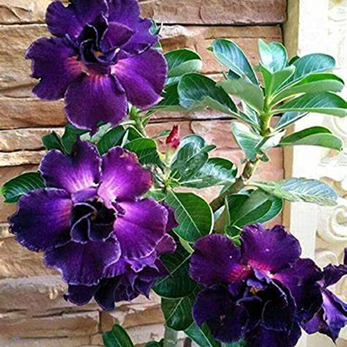 WüStenrosen Zwiebeln, Alasines Blumenzwiebel Mix, Mehrjährige Blumenzwiebel ist winterhart, Mysteriöse magische Glühbirne, Winterhart Pflanzen,Hausgarten, Exotisch, Seltene Pflanze, 1zwiebeln-G