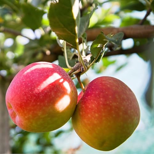 Malus Domestica Reine Des Reinettes - Pommier 120 cm en Pot - Plante En Pot - Floraison Mai - Hauteur 120cm