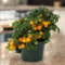 semi di pomodoro biologici semi di pomodoro biologici verdure piante da vaso piante da giardino varietà vegetali antiche decorazione ufficio verdure balcone resistenti ortaggi 850pcs