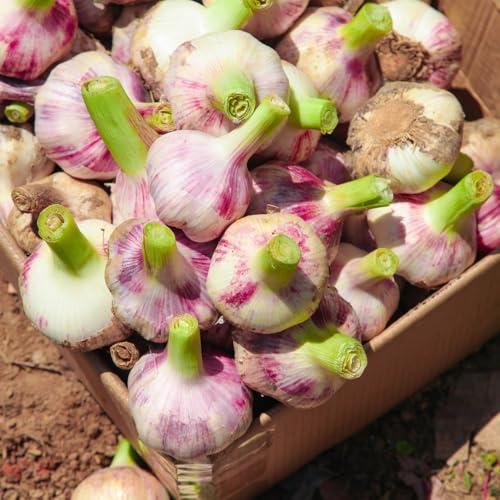 knoblauch - pflanzknoblauch bodendecker kräutergarten balkon gewächshaus balkon küchenkräuter kräuterbeet grünpflanzen bio bodendecker gartenkräuter indoor kräutergarten geschenk 500samen