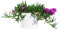 Mesen (Uña de gato) M-13 Planta Natural Pequeña Colores Surtidos