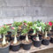 120 Pz Misto Adenium Desert Rose Semi di Fiori Perenni Giardino Balcone Decor Fiore Albero da Frutto Semi di Ortaggi Semi di rosa del deserto da 120 pezzi