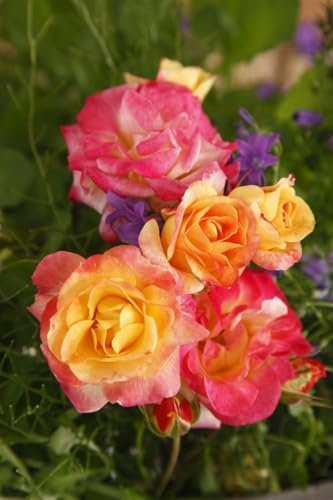 Rose 'Firebird' Stammhöhe 90 cm Stämmchen Rosa duftend winterhart