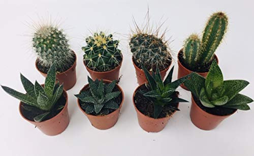 8 x Aloe Vera - Cactus Plant Mix - 4 Aloe Vera - 4 Cactus - Indoor/Office Plants