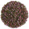Heather Flowers And Leaves - Heather Flowers Tea Heather Flowers And Leaf Tea Heather Flower Heather Leaves