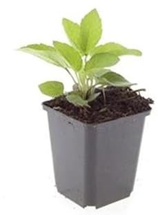 Zierstaude - Sonnenhut - Rudbeckia fulgida 'Goldsturm' - 9cm Topf - Set mit 60 Pflanzen