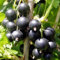 60 semi di ribes nero, nero