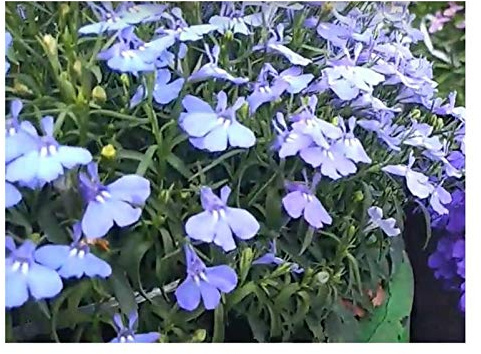 Stk - 100x Lobelie Emperor William Männertreu Garten Pflanzen - Samen KS93 - Seeds & Plants Shop by Ipsa