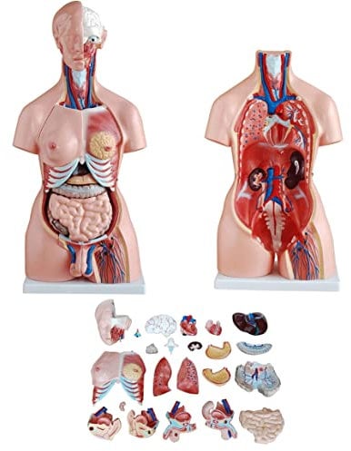 UIGJIOG Human Torso Modell 85cm abnehmbar 23-teilige zweigeschlechtliche menschliche Oberkörper mit offenem Rücken frei