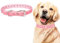 DULSPUE Collare per Cane in Pelle, Collari per Cani e Gatti, in Pelle Sintetica con Strass, Collare Regolabile, per Cani e Gatti di Cani Media e Grande Taglia (Rosa, M)