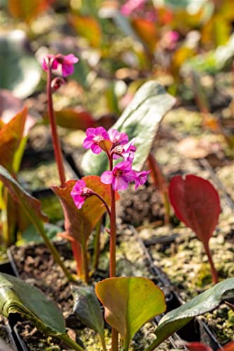 Bergenia cordifolia 'Eroica' ca. 11x11 cm Topf - Riesensteinbrech, rosa Blüten, Blütezeit April-Mai, ideal für Rabatten, winterhart, pflegeleicht
