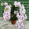 50 pcs dendrobium nobile orchideen samen - bodendecker winterhart garten-geschenke biosaatgut kübelpflanzen winterhart blüten kräuterbeet blumensamen geschenk pflanze pflanzen garten