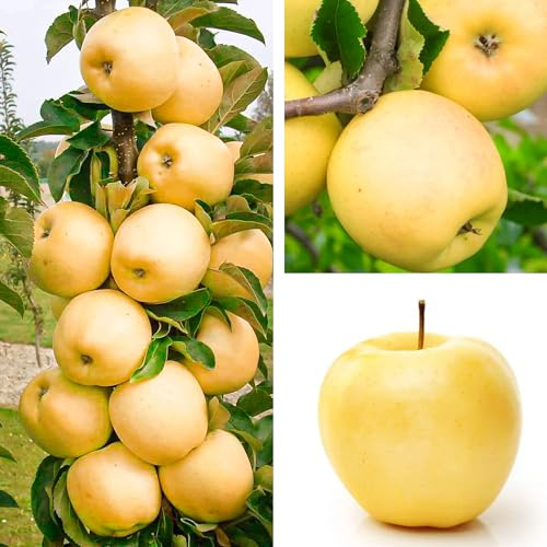 Apfelbaum - Ananasapfel 'Berzenicki' Winterharter Obstbaum 80-140 cm, Aromatische Süße Früchte, Wurzelnackte Obstbaume, Apfel, Malus domestica, Mehrjährig, Ideal für Garten & Obstwiese