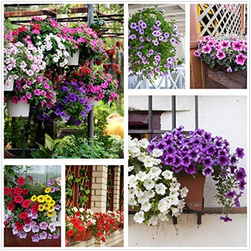 Petunia Seeds80000 + Pcs 'Color-Themed Collection' (Rainbow Colors) Semi di fiori perenni, fiori per tutta l'estate, semi di fiori appesi ideali per vaso