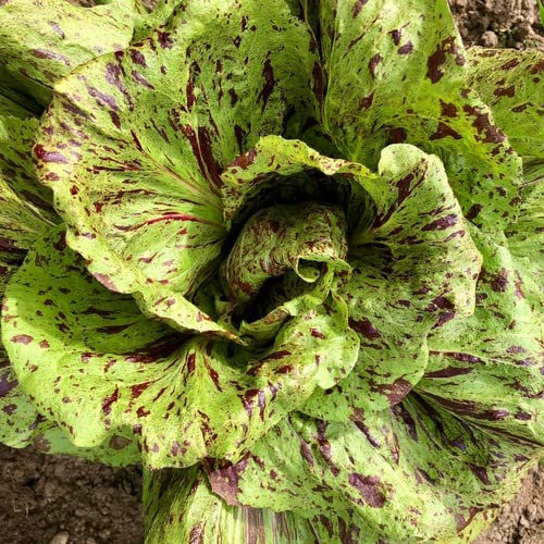 Plant World Seeds - Chicory Variegata Di Castelfranco Seeds (Vegetable Seeds)